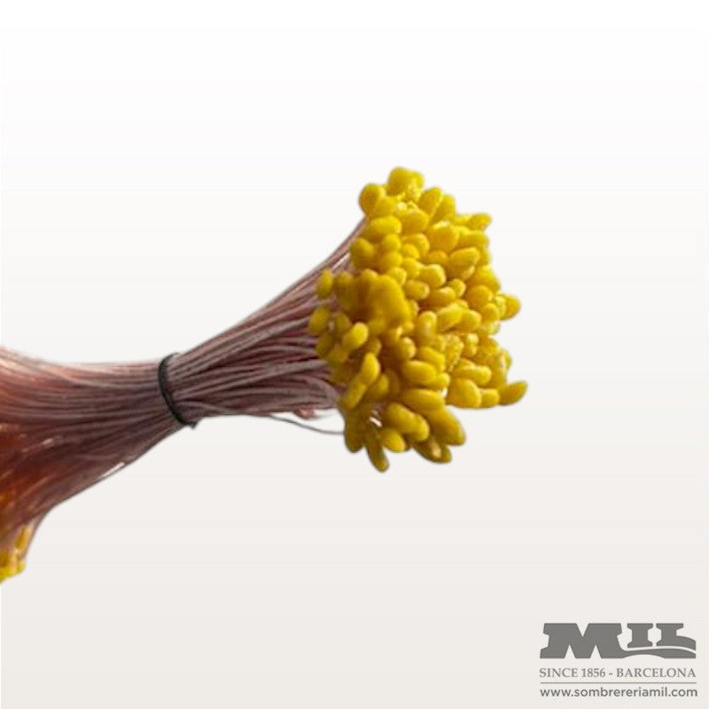 Pistilo Àvila | Núria Arnau
